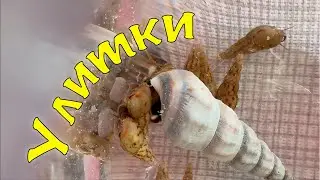 НОВЫЕ УЛИТКИ (почти)
