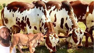 ৫৪ হাজার লটে বর্ডার ক্রস লটে ষাঁড় বাচ্চা দেখুন। নানা নাতি ডেইরির নতুন কালেকশন