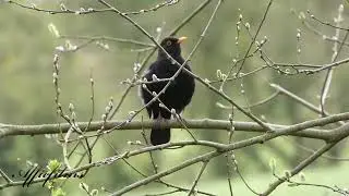 Lumix FZ82 4K Bird footage