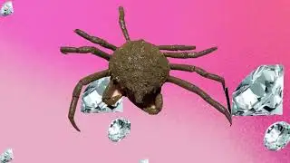 spider crab - HERE SHE IS (Official Lyric Video)