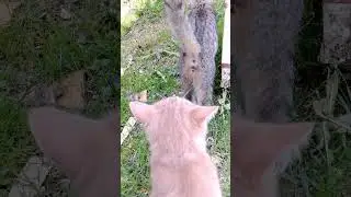 Пришёл дядя Авраам.😺😾🐈