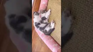 Ну ка, подвинься, я хочу у стенки спать...
