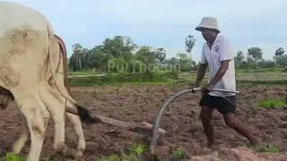 Cows plowing the farmer's land គោ​ភ្ជួរ​ដី របស់​កសិករ កម្ពុជា