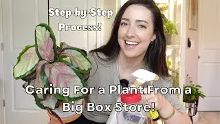 How to Care For a Plant From a Big Box Store! | My Step-by-Step Process to Make it Thrive