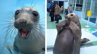 Seal Funny Video Ever #funny #shorts
