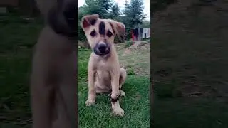 Street dog puppy 😍 