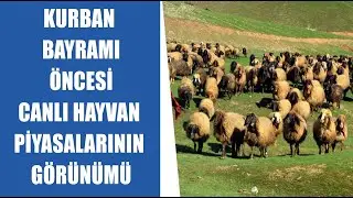 #CANLI