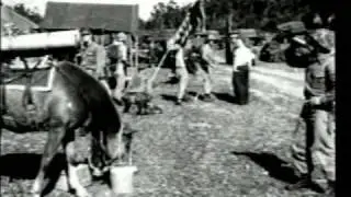 Sgt Reckless - Korean War Horse Hero