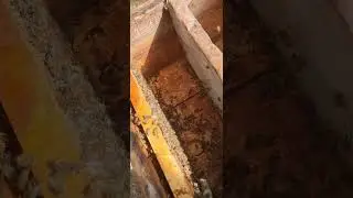 Anasız olan koloninin davranışları