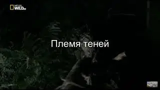 Трейлер ,,Коты Воители’’ |Olga Art|