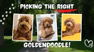 F1 vs F1B vs F2 Goldendoodle: What's the Difference?