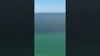 Увидел дельфинов с дороги