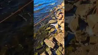magnet Fishing #gopro #fishing #magnetfishing
