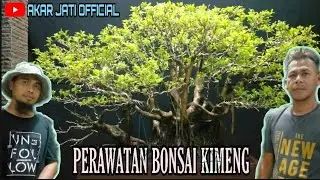PENGAWATAN BONSAI KIMENG | PERAWATAN & WIRING