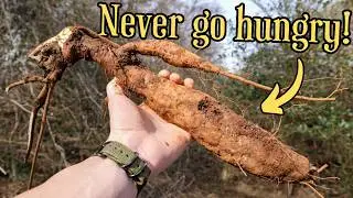 The truth about America's most invasive plant
