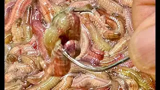Móc chùm rươi câu cá trê - Worm cluster hook method for catfish fishing