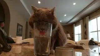cat decides she is too good for water bowl and HOUSES a glass of water (slow-mo)