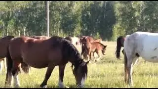 табун Андрея Сундырина. город Пласт Челябинская область