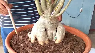 Grow Adenium Bonsai with Massive Caudex