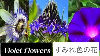 Violet Flowers(すみれ色の花)