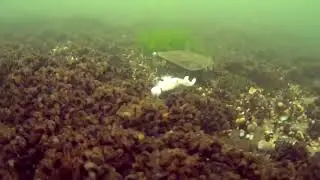 fluke fishing shallow water , underwater camera view