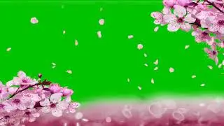 CHERRY BLOSSOMS GREEN SCREEN EFFECT| 