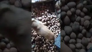 Огород