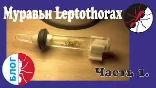 Муравьи Leptothorax. Микроскопически муравьи