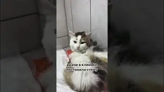Поддержать нежную Мирабель можно по ссылке в шапке канала🙏🏻