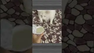 Meet the Clumsiest Cats😻 #shorts #amazingshorts #funny
