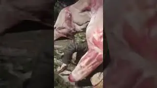 Реализм в RDR 2