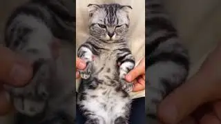 танчы