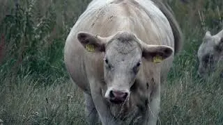 Das große Fressen - aber nur vegetarisch