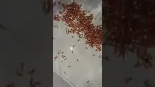 роение малька форели