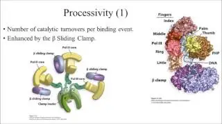 Processivity, Fidelity and Rate of DNA Polymerase