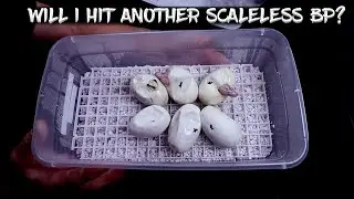 Ball Python Egg Cutting!  Will I Hit Another Scaleless BP?
