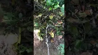 Pee dance | Mr. pee | Viral Boy Peeing in outside | pissing 