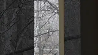 А где тут кормушка была с воробьями и голубями? Куда дели? Сокол за окном.