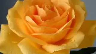 нежная песня поздравления с днем рождения и много роз