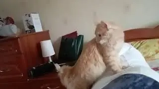 Кот Сэм , Массажист