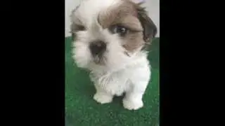 cani divertenti