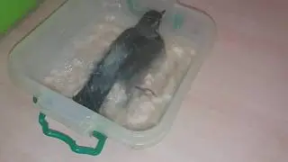 Дрозды 10   Дрозд купается)  20190531 130905