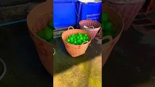 PAINTED FRUIT? 
