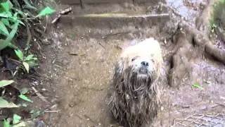 MUDDIE LEXIE
