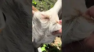 Верхови́на селище в Івано-Франківській області