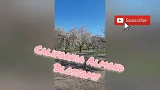 California Almond Blossoms 🌸