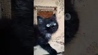 Домовёнок Дуся 