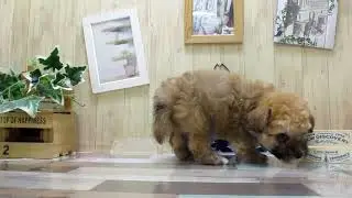 ワンラブ　ペットショップ　名古屋市266070