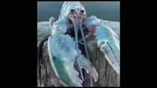blue lobsta meme