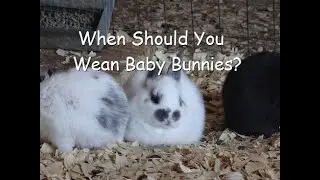 When Should You Wean Your Rabbit Kits
